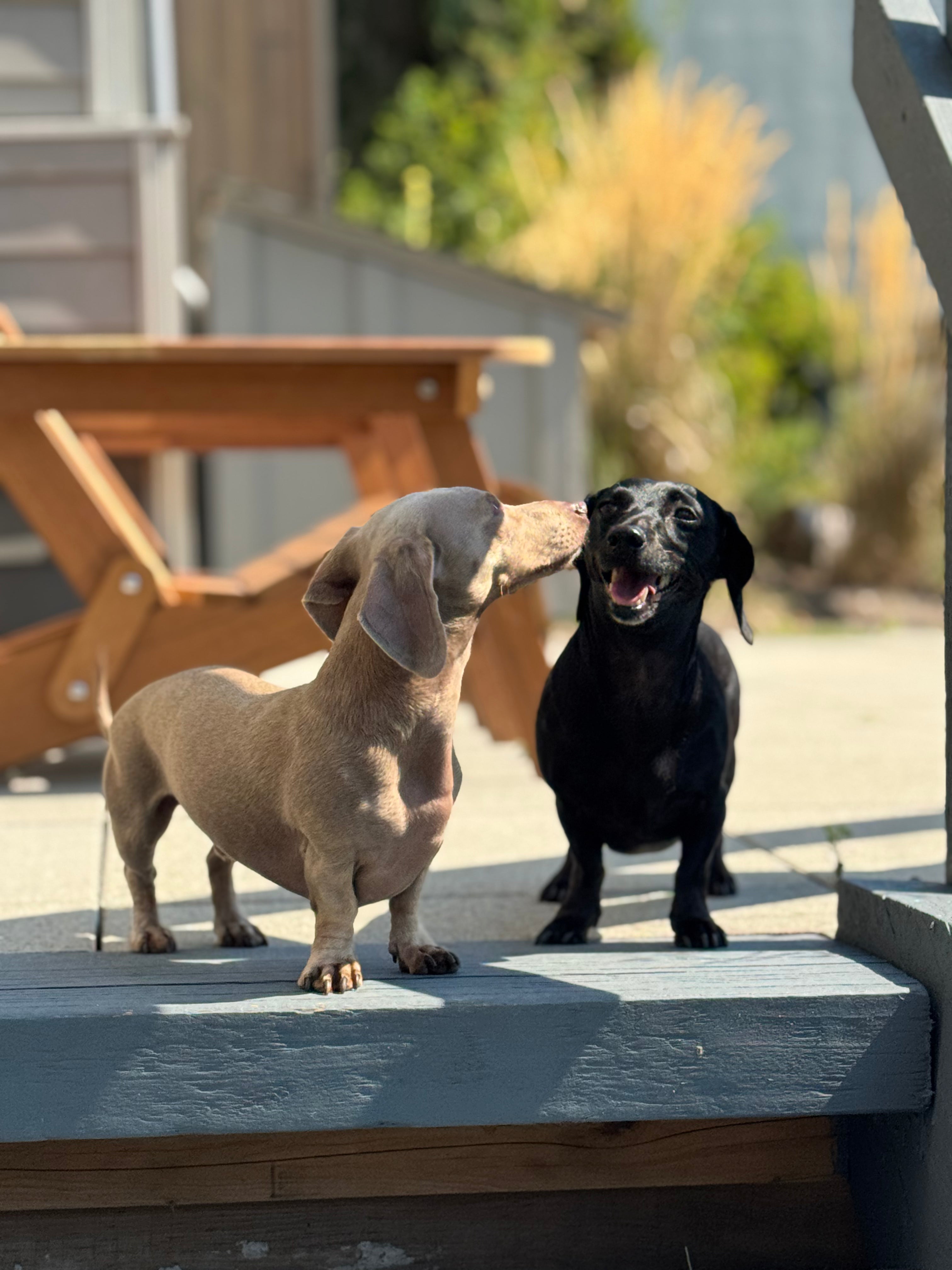 two dogs nuzzling against each other outdoors